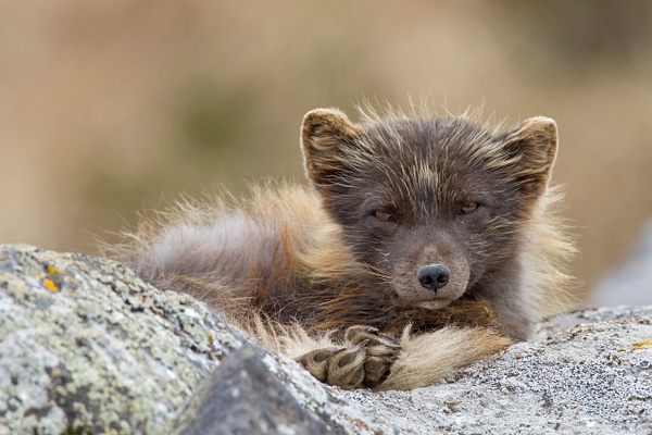 Arctic Fox - Arctic Wildlife - Lynda Goff Photography