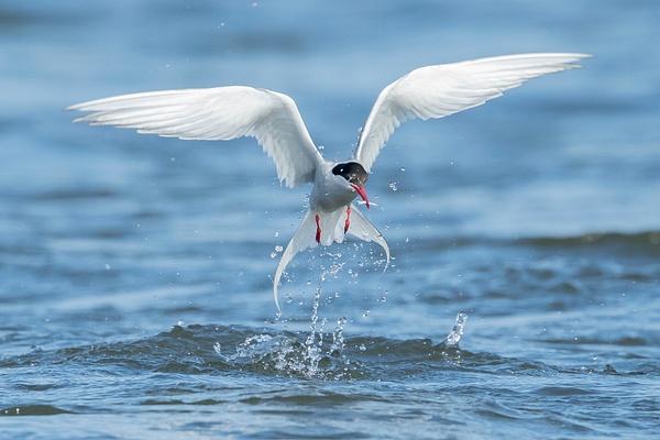 Arctic Tern- - Arctic Wildlife - Lynda Goff Photography