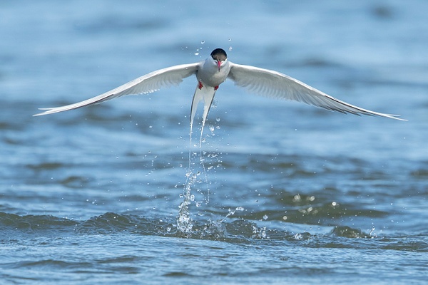 Arctic Tern - Arctic Wildlife - Lynda Goff Photography 