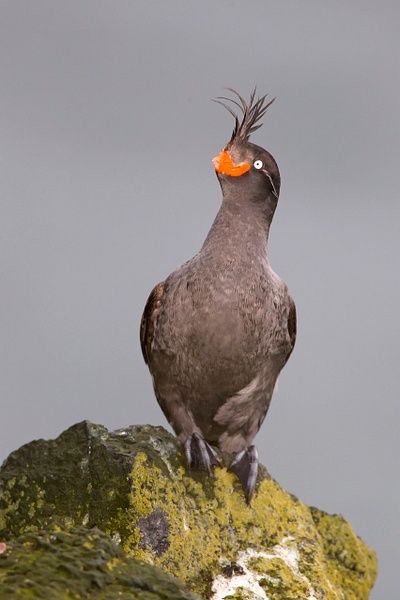 Crested Auklet - Lynda Goff Photography