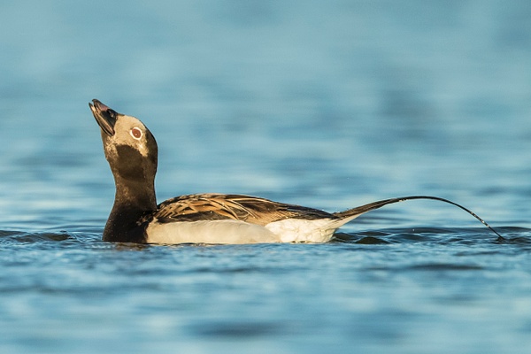 Long-tailed Duck - Lynda Goff Photography
