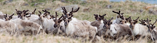 Reindeer herd - Arctic Wildlife - Lynda Goff Photography