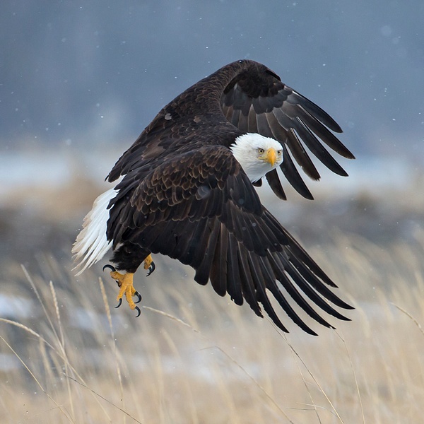 Bald Eagle Hunting in the Snow - Arctic Wildlife - Lynda Goff Photography 