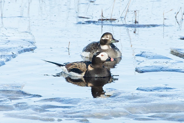 Long-tailed Duck - Arctic Wildlife - Lynda Goff Photography