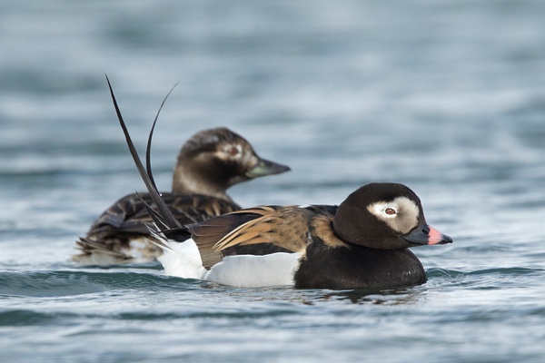 Long-tailed Duck breeding pair - Lynda Goff Photography