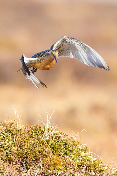 Bar-tailed Godwit - Arctic Wildlife - Lynda Goff Photography 