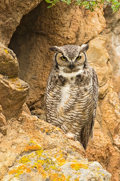 Great-horned Owl - Lynda Goff Photography