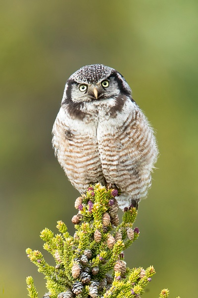 Hawk Owl - Lynda Goff Photography