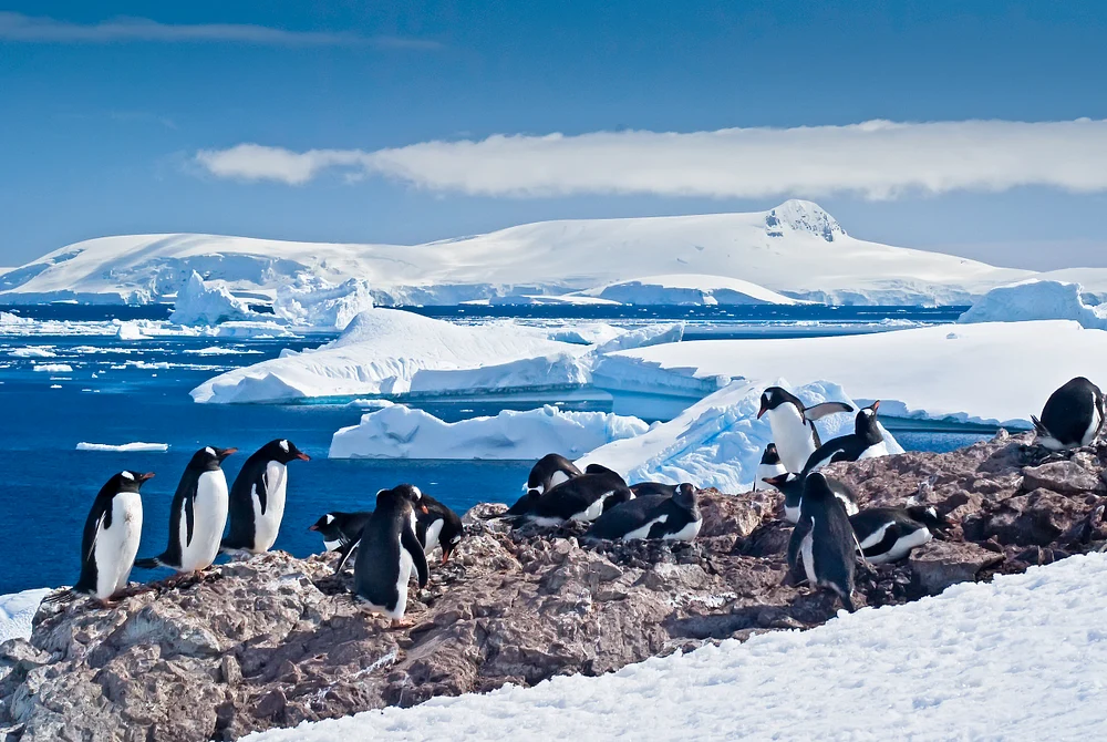 Gentoo Penguin "Room with a view"