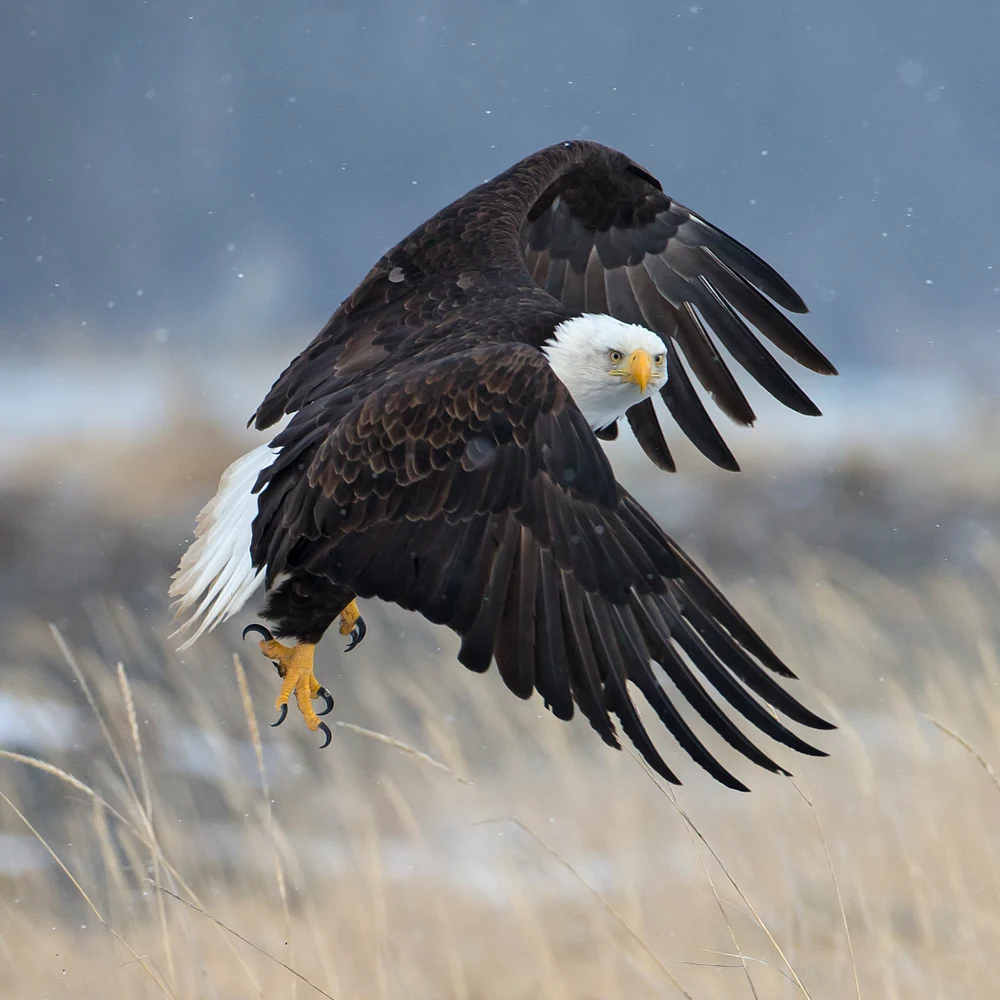 Bald Eagle -345-Edit-2