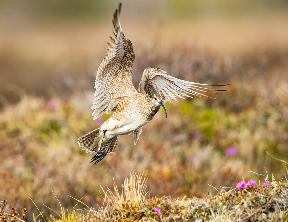 Whimbrel above tundra