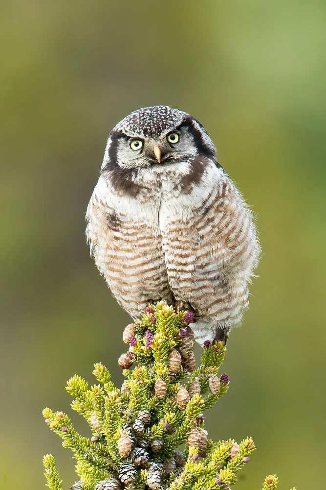Hawk Owl