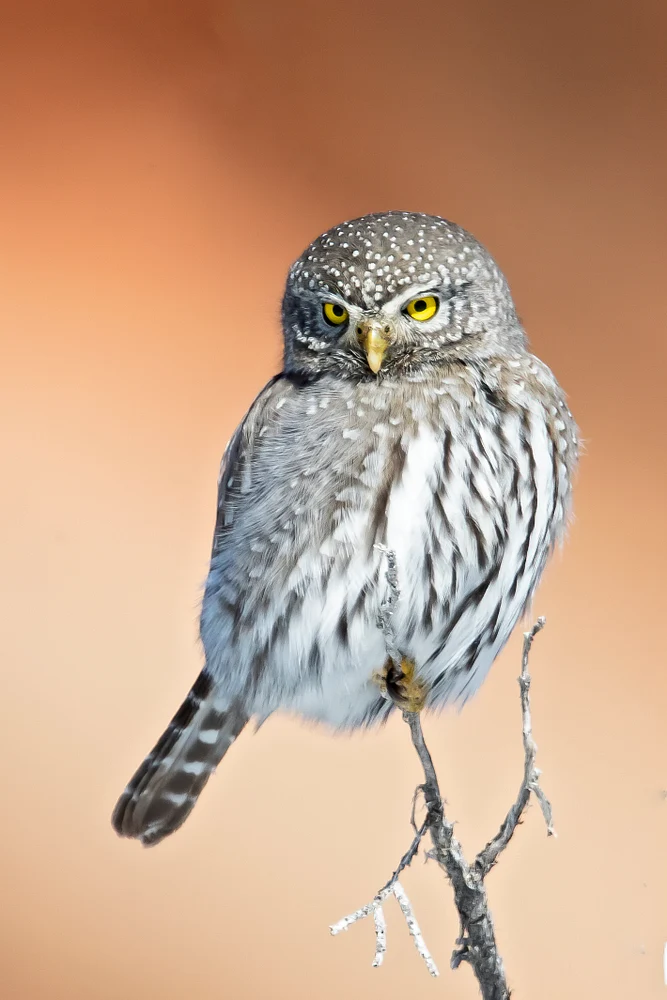 Northern Pygmy Owl