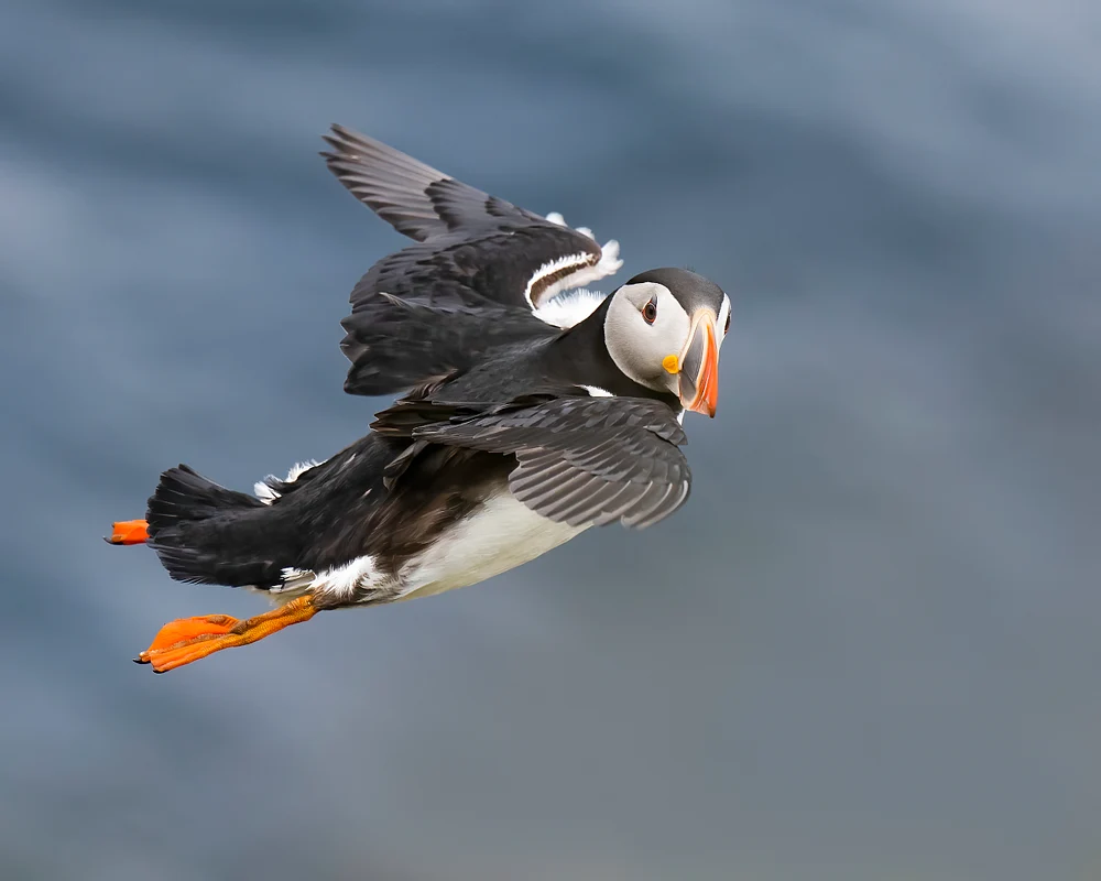 Atlantic Puffin - "Flying High
