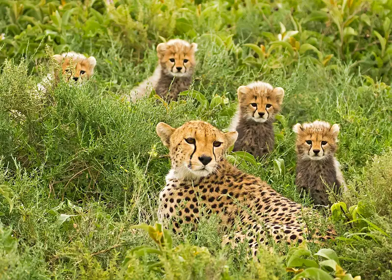 Cheetah supermom and cubs