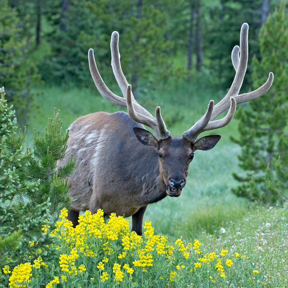 Elk in full velvet