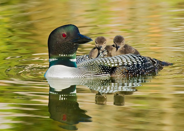 Common Loon with new chicks - Lynda Goff Photography