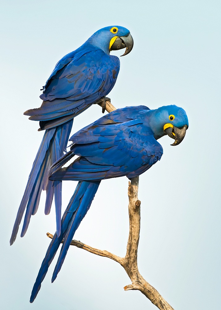 Hyancinth Macaw-13