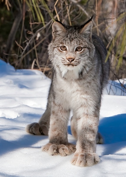 Canadian Lynx - Home - Lynda Goff Photography 