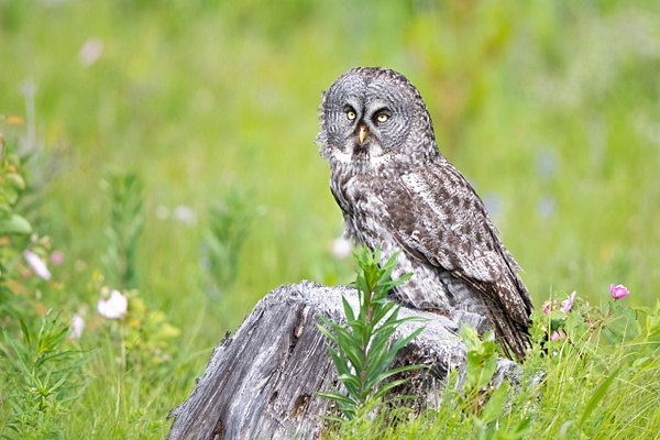 Great-gray Owl - Lynda Goff Photography 