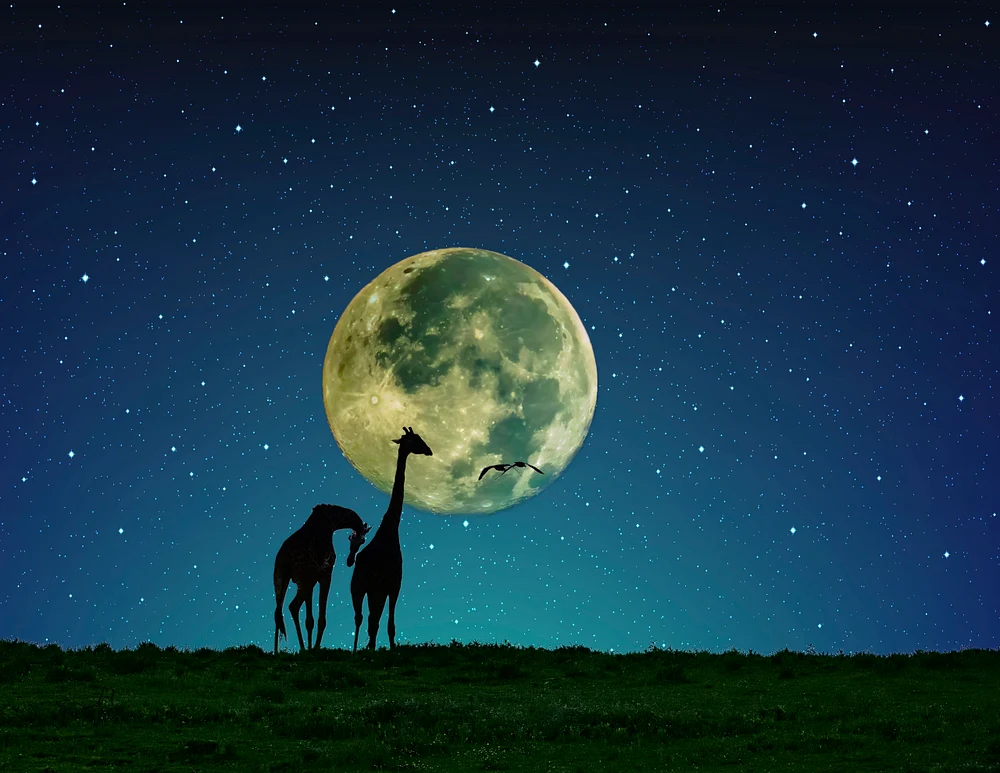 Giraffe - Masi-GiraffeMoon5x7-MoonStars&Giraffefinal22020 copy-101