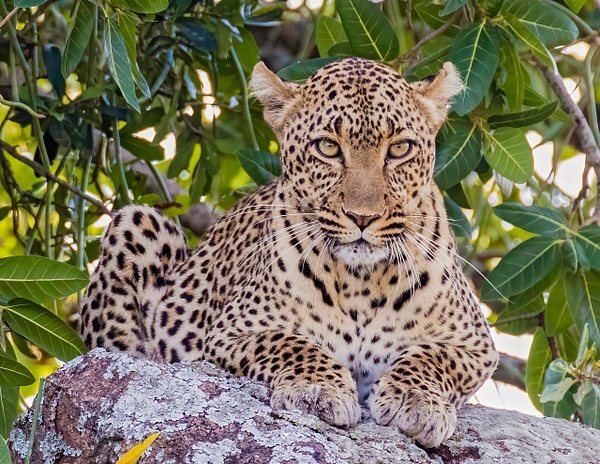 Leopard of the Serengeti - Lynda Goff Photography