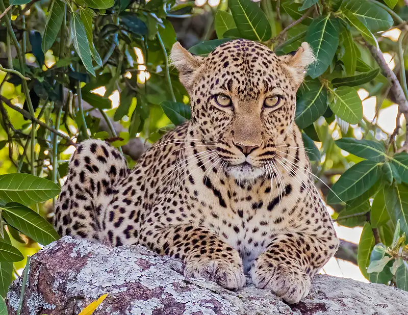 Leopard of the Serengeti