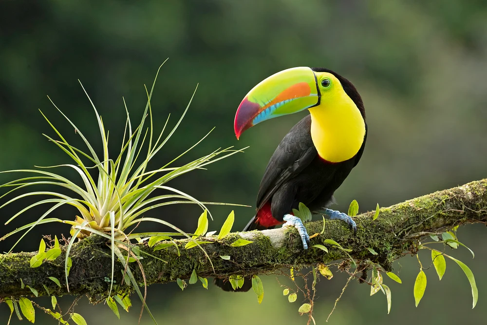 Keel-billed Toucan