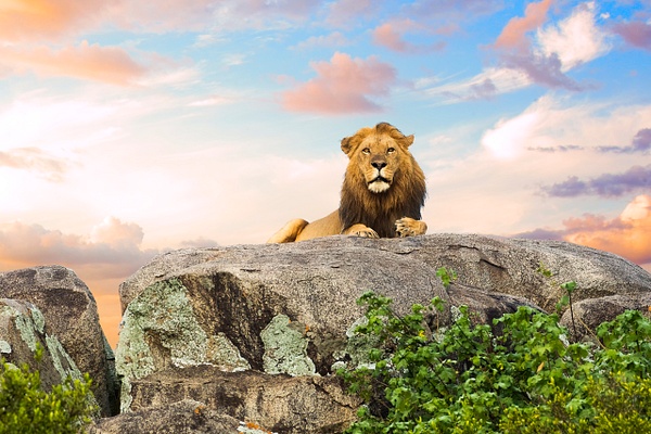 Lion - Mufasa of the Serengeti - Lynda Goff Photography