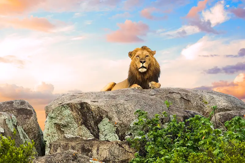 Lion - Mufasa of the Serengeti