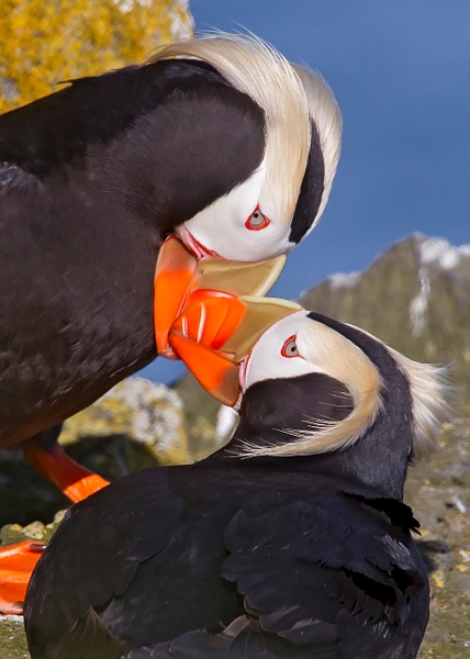 Tufted Puffin "Bill Knocking" - Home - Lynda Goff Photography