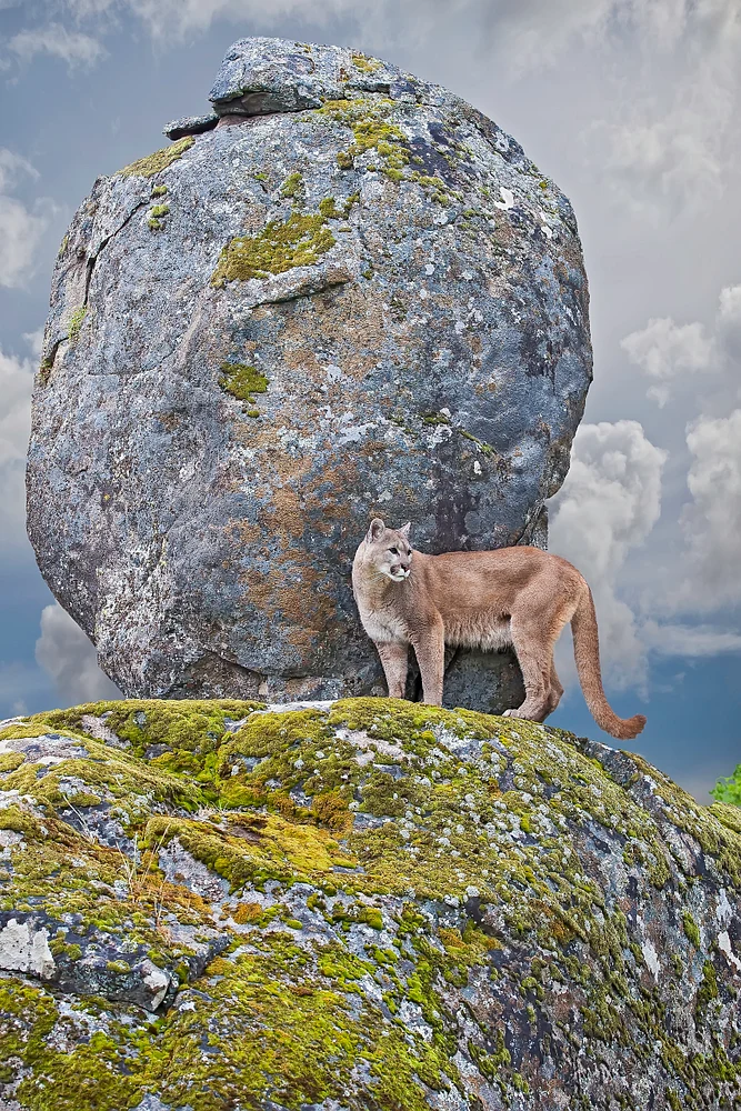 MountainLion-10-Edit-3-Edit-1706-PSedit