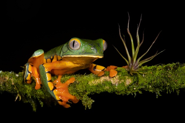 Splendid Leaf-frog - Lynda Goff Photography 