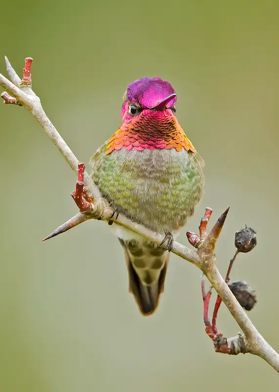 Anna's Hummingbird-62