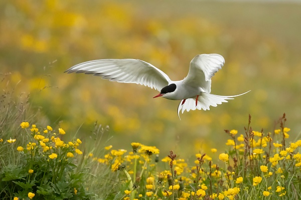 Arctic Tern above nest with chicks - Grimsey Island - Lynda Goff Photography