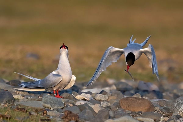 Arctic Tern-courtship - Lynda Goff Photography