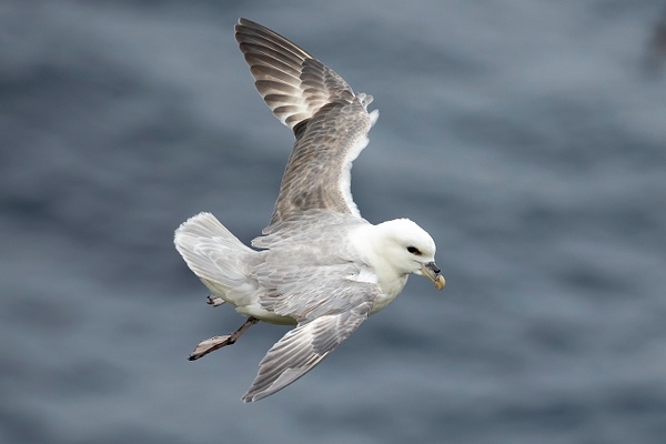 Northern Fulmar riding the cliff winds - Iceland - Lynda Goff Photography 