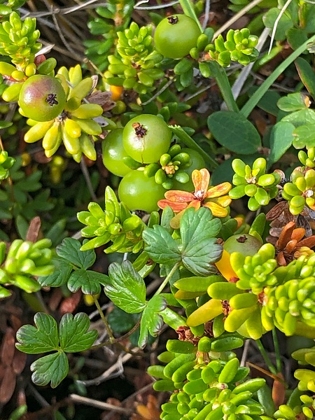 Coastal low vegetation - bog cranberry - Myvatn - Lynda Goff Photography