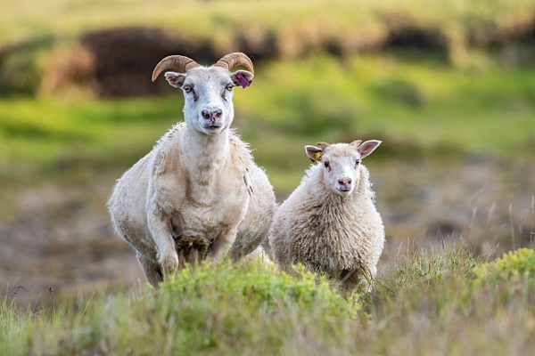 Sheep-Iceland Langanesbyggo - Iceland - Lynda Goff Photography 