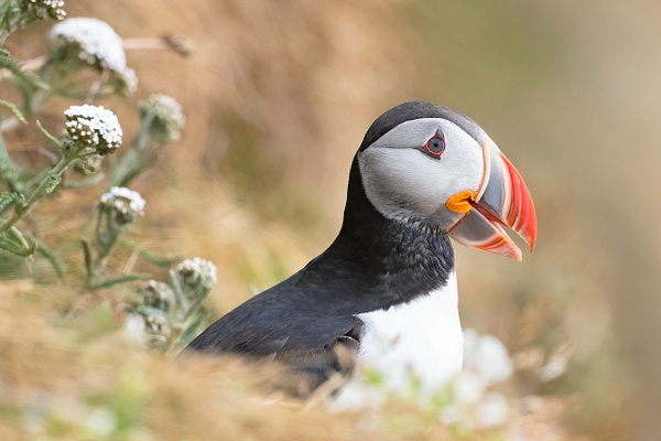 Atlantic Puffin - with "sand eels" - Lynda Goff Photography 