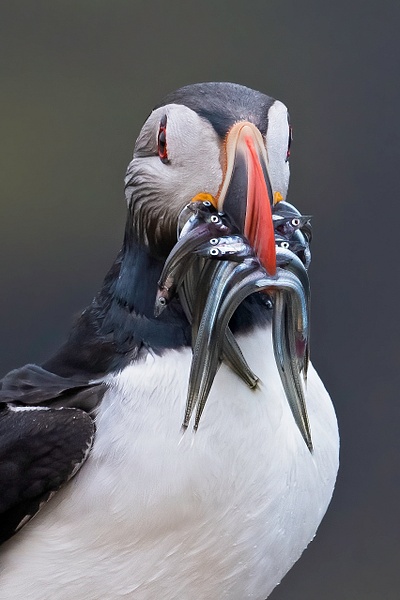 Atlantic Puffin with "sand eels" - Lynda Goff Photography