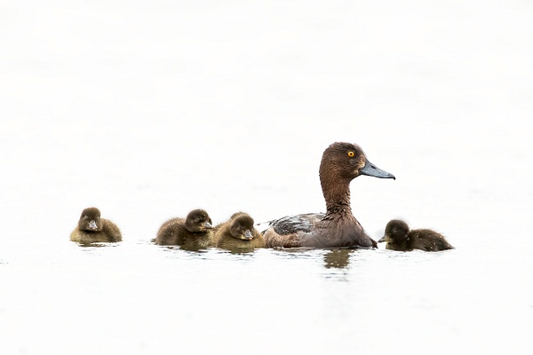 Tufted Duck and chicks - Myvatn - Iceland - Lynda Goff Photography 