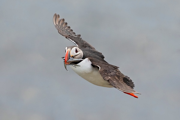 Atlantic Puffin home with sand eels - Lynda Goff Photography