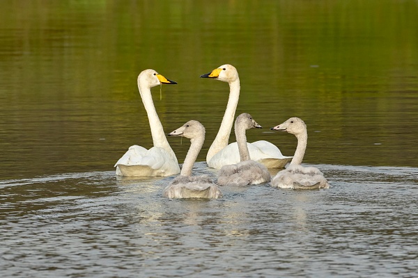 Whooper Swan family - Myvatn - Iceland - Lynda Goff Photography