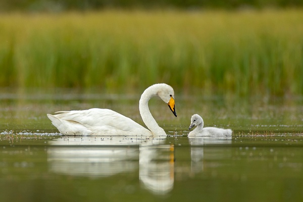 Whooper Swan and cygnet - Myvatn - Iceland - Lynda Goff Photography