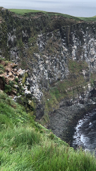 Puffins cliffs - Grimsey Island - Iceland - Lynda Goff Photography