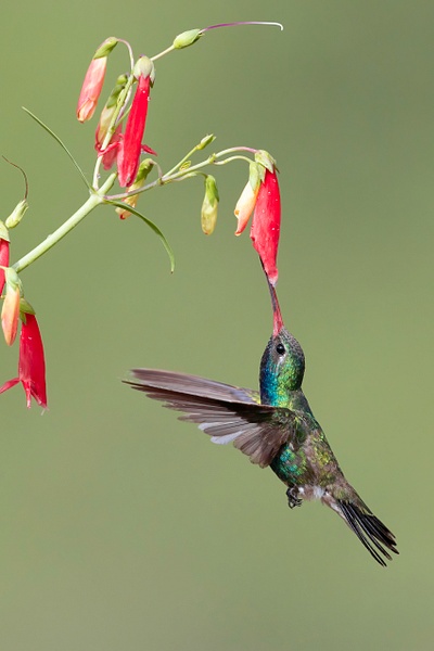 Broad-billed Hummingbird 8 - Lynda Goff Photography