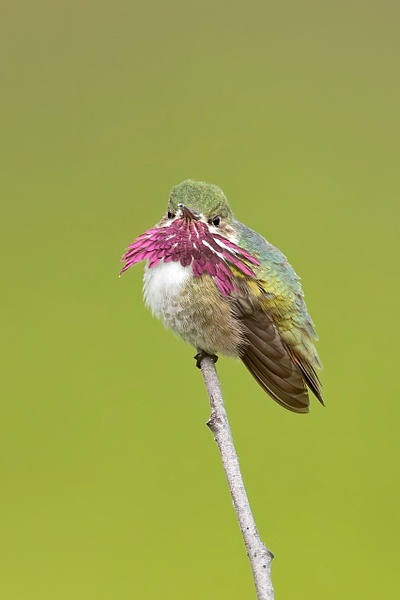 Calliope Hummingbird 11 - Lynda Goff Photography