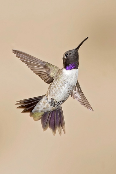 Black-chinned Hummingbird 108 - Lynda Goff Photography