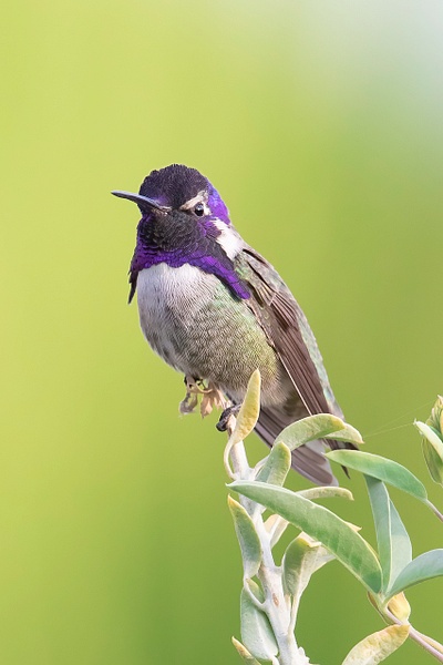 Costa's Hummingbird-5847-1785-PSedit - Lynda Goff Photography